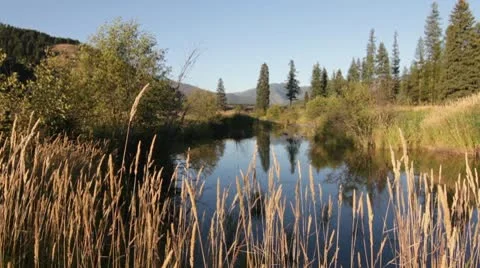 River stream hay nature Stock Footage 8995154