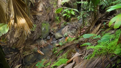 River stream in jungle Stock Footage 129406383