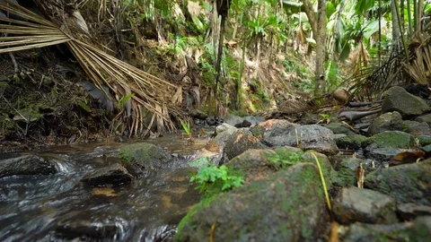 River stream in jungle Stock Footage 129406501