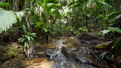 River stream in jungle 動画素材 129406698