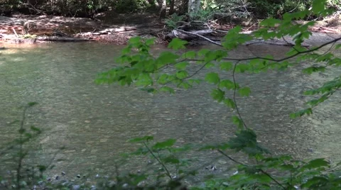 River stream in Mount Rainier Area Stock Footage 52798521