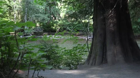 River stream in Mount Rainier Area Stock Footage 52798728