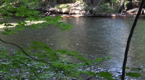 River stream in Mount Rainier Area Stock Footage 52798738