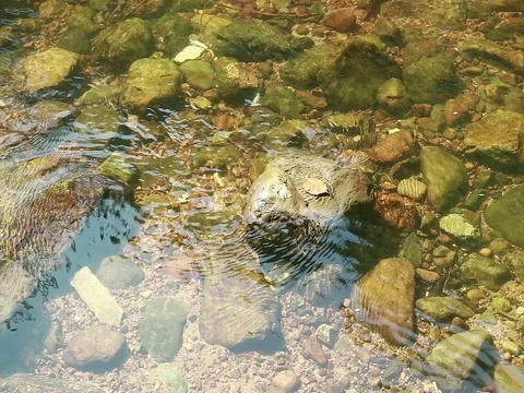 River Stream Mountain Brook Creek Water Closeup Stock Footage 72186058