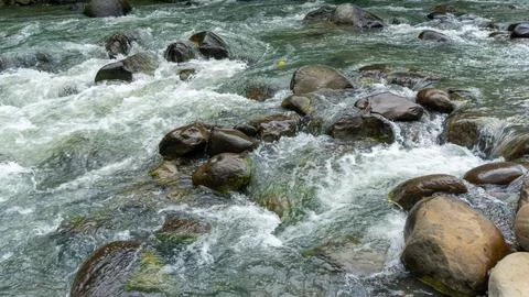 River stream with mountain rocks. River and stones with forest landscape Stock Photos