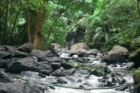 A river stream moving fast between a forest Foto stock