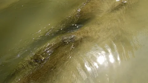 River stream with rocks 4k Stock Footage 92235290