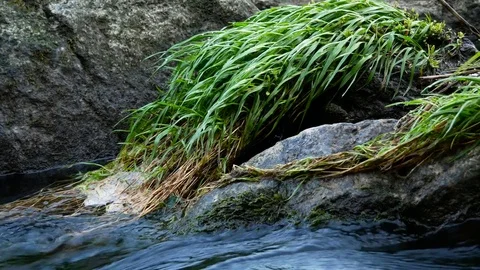 River stream rocks and grass Stock Footage 81189280