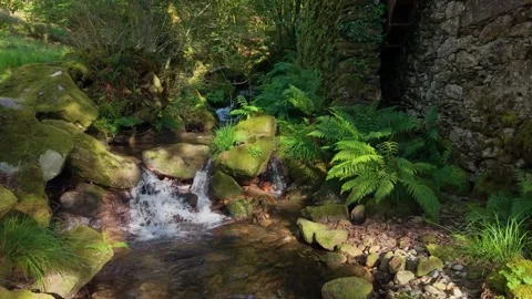 River Stream Rushing Over Mossy Rocks Along Stock Footage 338276661