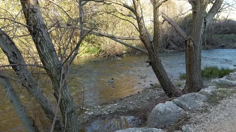 River stream on a sunny day Video stock 103103729