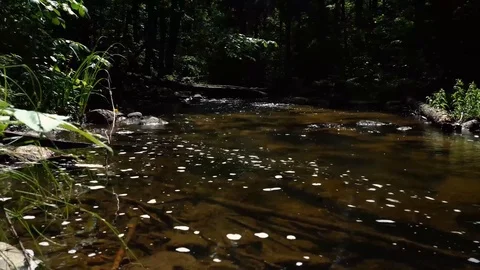 River stream in sunny day Stock Footage 110304085