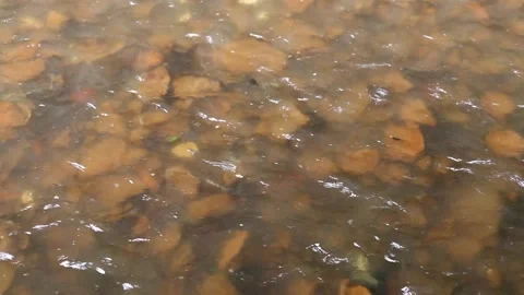 River stream taken close up Stock Footage 153090751