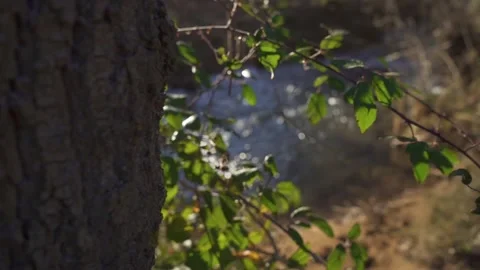 River stream tree forest leaves FHD 120fps Video stock 231056902