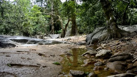 River stream in the tropical forest Видео 83178611