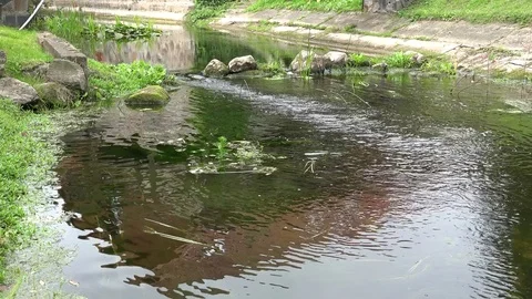 River stream water flow between stones in park. 4K Stock Footage 83869232