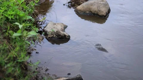 River Stream Water Flowing Past Rocks and Green Grass Stock Footage 346443656