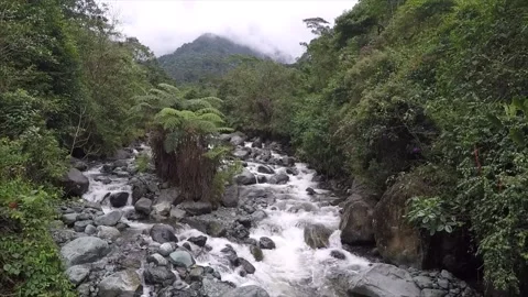 River, Stream, Water, Rocks, Vegetation, Landscape Video stock 145797950