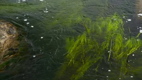 River stream watergrass stone Stock Footage 81189326
