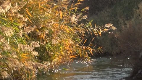 The river stream winds through green bushes and flows, stock footage. 스톡 동영상 304784665