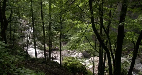River streaming through ravine Austria with trees, panning shot 4K Stock Footage 79062991