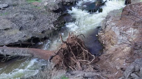 A river with a strong current, featuring a fallen tree with exposed roots Stock-Footage 304502483
