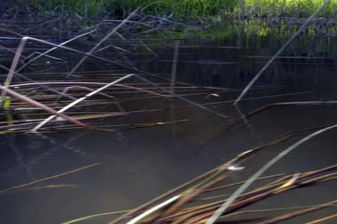River on a summer day. Foto stock
