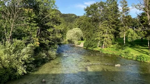 River in the summer forest Stock Footage 315399732