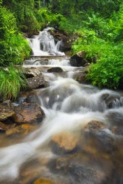 River in the summer forest Stock Photos