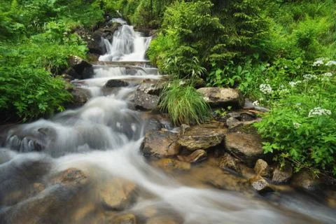 River in the summer forest Foto stock
