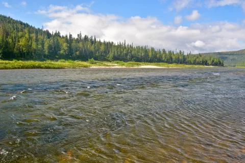 River summer landscape. Stock Photos
