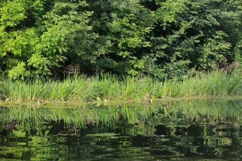 The river in the summer. 스톡 사진