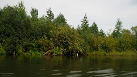 River in summer. reflection of trees in the water. panorama from the water. summ Video stock 158858102