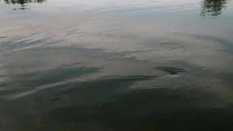 River in summer. reflection of trees in the water. panorama from the water. summ Video stock 158860631