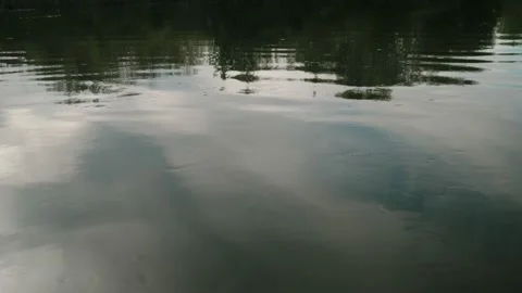 River in summer. reflection of trees in the water. panorama from the water. summ Video stock 158860638