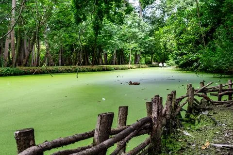 River surface covered with green algae leads into tree lined distance with .. Stock Photos