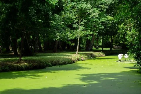 River surface covered with green algae leads into tree lined distance. Stock Photos