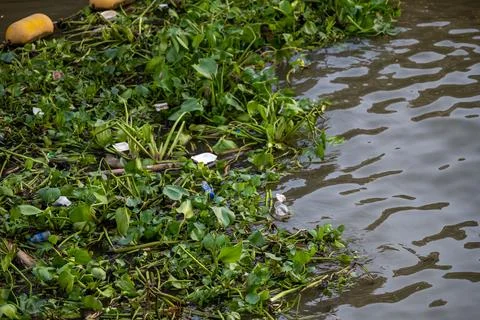 River surface with floating plants and debris Bangkok Thailand Stock Photos