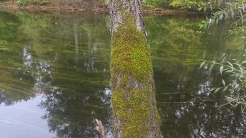 River Surface Reflecting Mossy Tree Bark In Autumn Woods Stockbeeldmateriaal 347984094