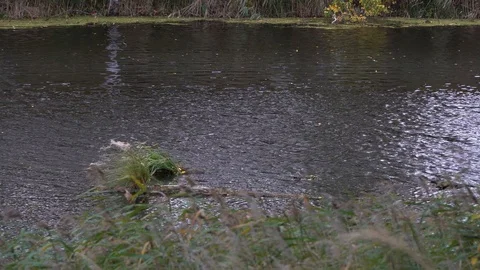 River surface shimmers against the background of the forest on an autumn day. Stock Footage 117979461