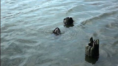 River surface with stump Stock Footage 72215461