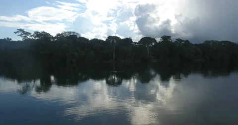 The River Surrounded by Extensive Vegetation Stock Footage