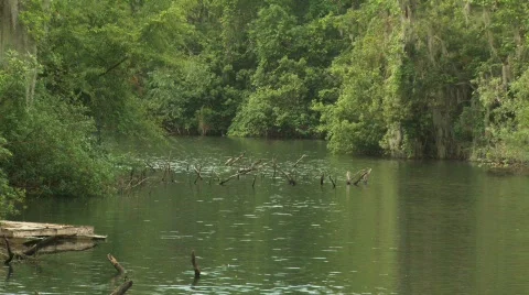 River Surrounded by Forest Stock Footage 356388