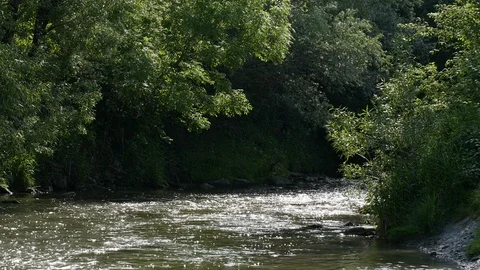 River surrounded by forest Video stock 95018778