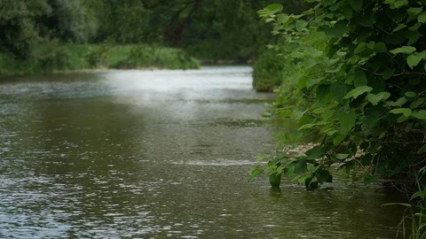 River surrounded by forest Video stock 95018851