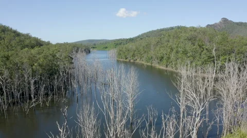 River surrounded by luscious forest with dead trees from water overflow Stock Footage 240061613