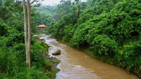 River, surrounded by lush rainforest on Bali. Stock Footage 128442458
