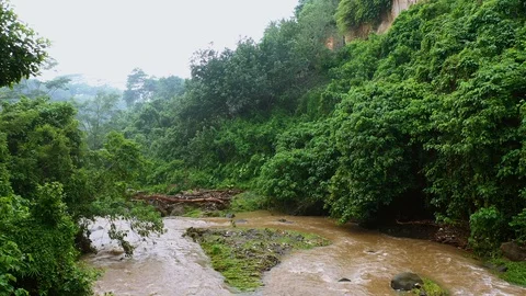 River, surrounded by lush rainforest on Bali. Stock Footage 128444426
