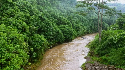 River, surrounded by lush rainforest on Bali. Stock Footage 128444572