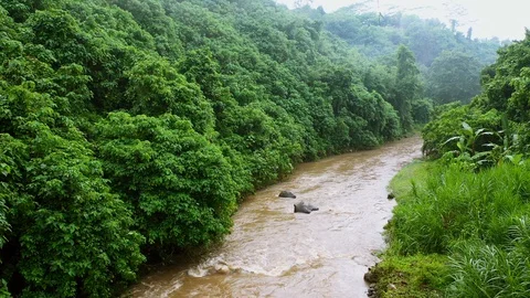 River, surrounded by lush rainforest on Bali. Stock Footage 128444667