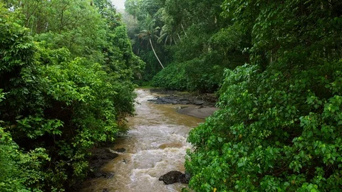 River, surrounded by lush rainforest on Bali. Stock Footage 128446726